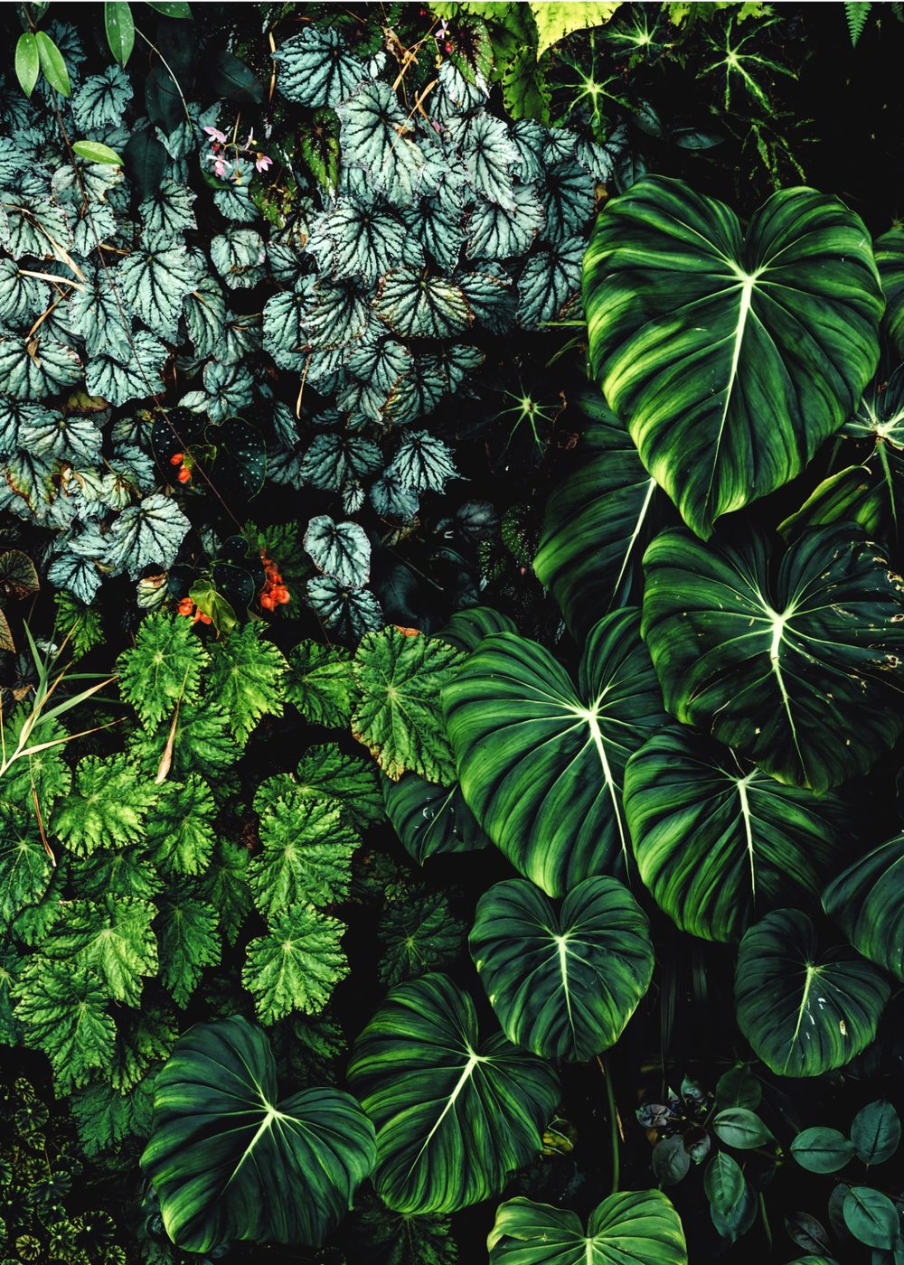 Tropical sourcing