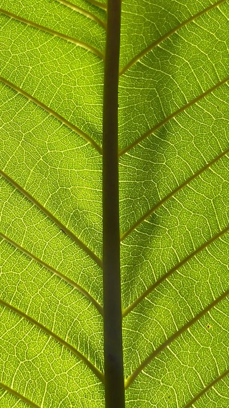 Tropical botanical leaf
