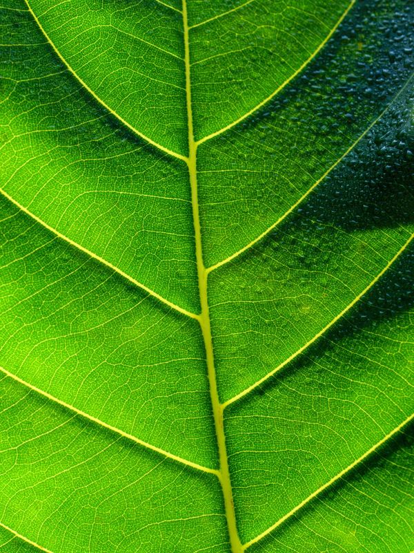 Green leaf macro