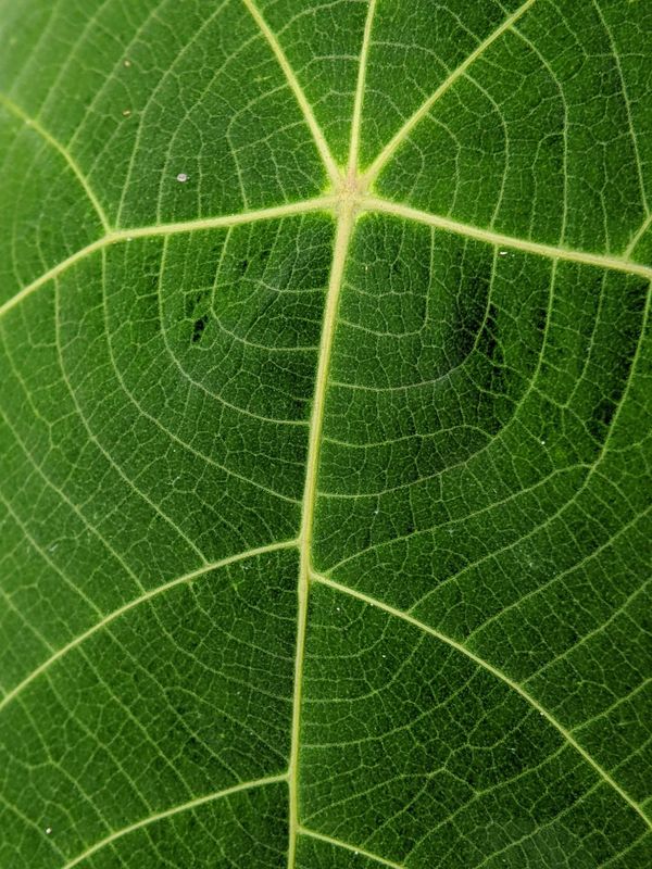 Dark leaf