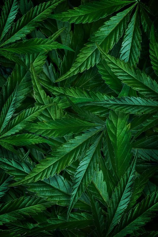 Cannabinoid leaves